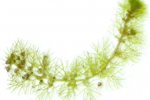 Bladderwort-stolon