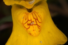 Close-up-flower-of-Bladderwort