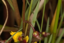 Flower-of-Bladderwort