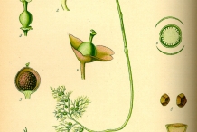 Illustration-of-Bladderwort