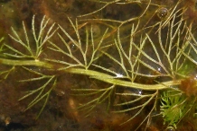 Leaves-of-Bladderwort