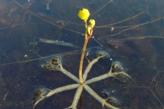 Bladderwort-plant