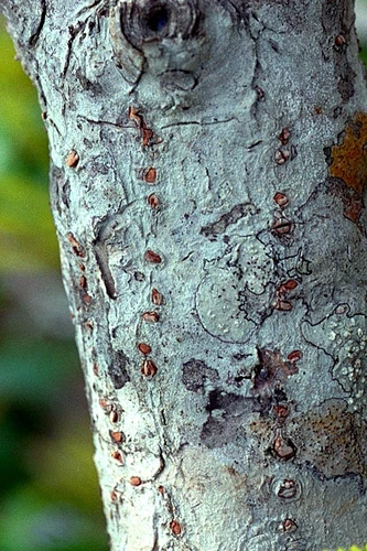 Bark-of-Blinding-Tree