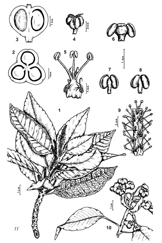 Plant-illustration-of-Blinding-Tree