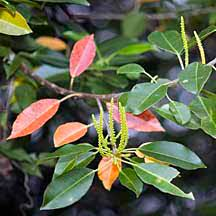 Red-leaves-of-Blinding-Tree