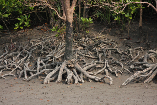 Roots-of-Blinding-Tree
