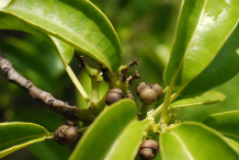 Mature-fruits-of-Blinding-Tree