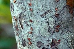 Bark-of-Blinding-Tree