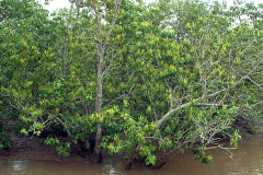 Blinding-Tree-growing-wild