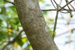 Branch-of-Blinding-Tree