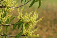Flowers-of-Blinding-Tree