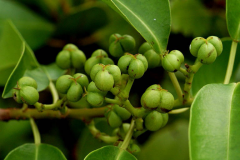 Immature-fruits-of-Blinding-Tree