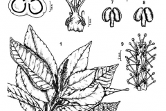 Plant-illustration-of-Blinding-Tree