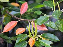 Red-leaves-of-Blinding-Tree
