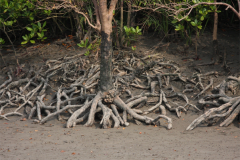 Roots-of-Blinding-Tree