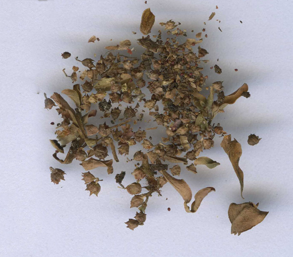 Dried-plant-parts-of-Blistering-Ammannia