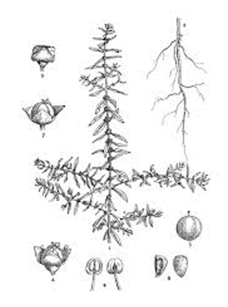 Plant-Illustration-of-Blistering-Ammannia