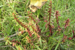 Blistering-Ammannia-Plant-growing-wild