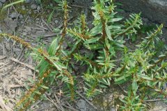 Blistering-Ammannia-plant