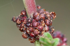 Closer-view-of-fruits-of-Blistering-Ammannia