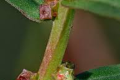 Closer-view-of-stem-of-Blistering-Ammannia