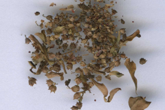Dried-plant-parts-of-Blistering-Ammannia