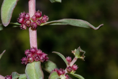 Flowers-of-Blistering-Ammannia