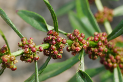 Fruits-of-Blistering-Ammannia