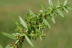 Immature-fruits-of-Blistering-Ammannia