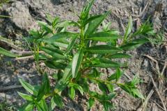 Leaves-of-Blistering-Ammannia