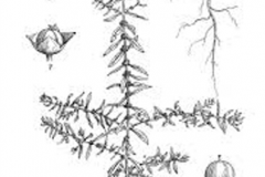 Plant-Illustration-of-Blistering-Ammannia