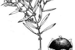 Sketch-of-Blistering-Ammannia