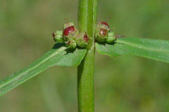 Stem-of-Blistering-Ammannia