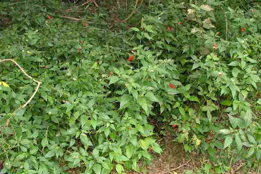 Bloodberry-plant-growing-wild