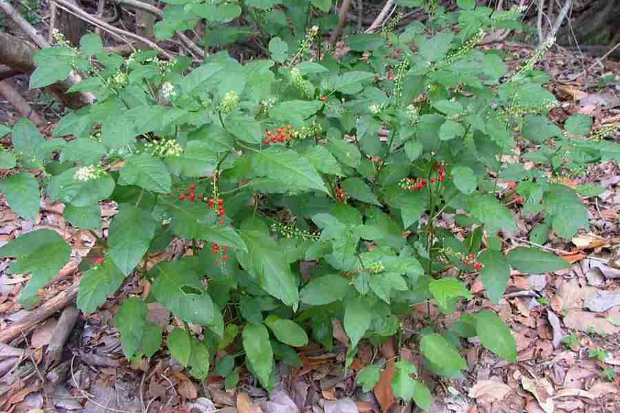 Bloodberry-plant