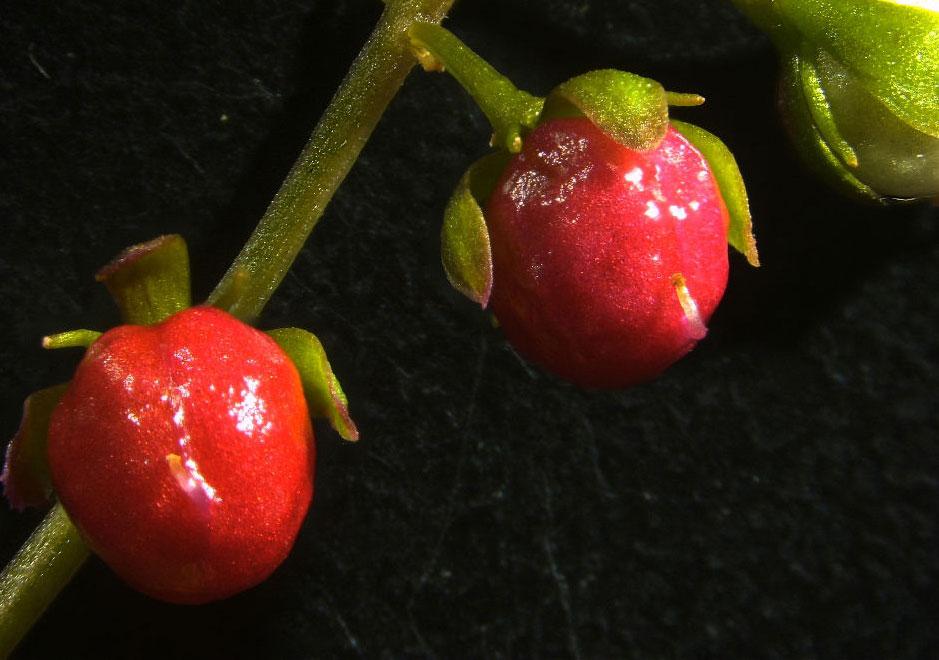 Closer-view-of-fruit-of-Bloodberry