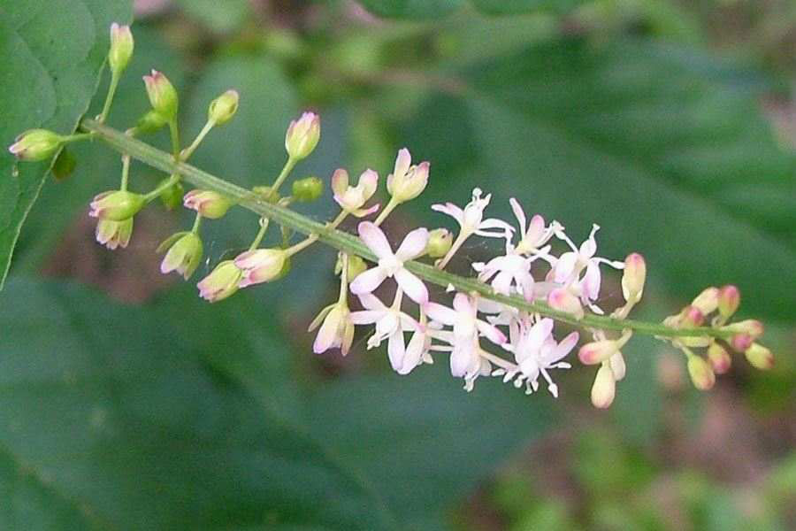 Flowers-of-Bloodberry