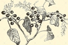 Sketch-of-Bloodberry