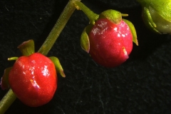 Closer-view-of-fruit-of-Bloodberry