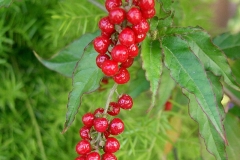 Fruit-of-Bloodberry