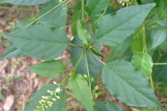 Leaves-of-Bloodberry