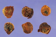 Seeds-of-Bloodberry