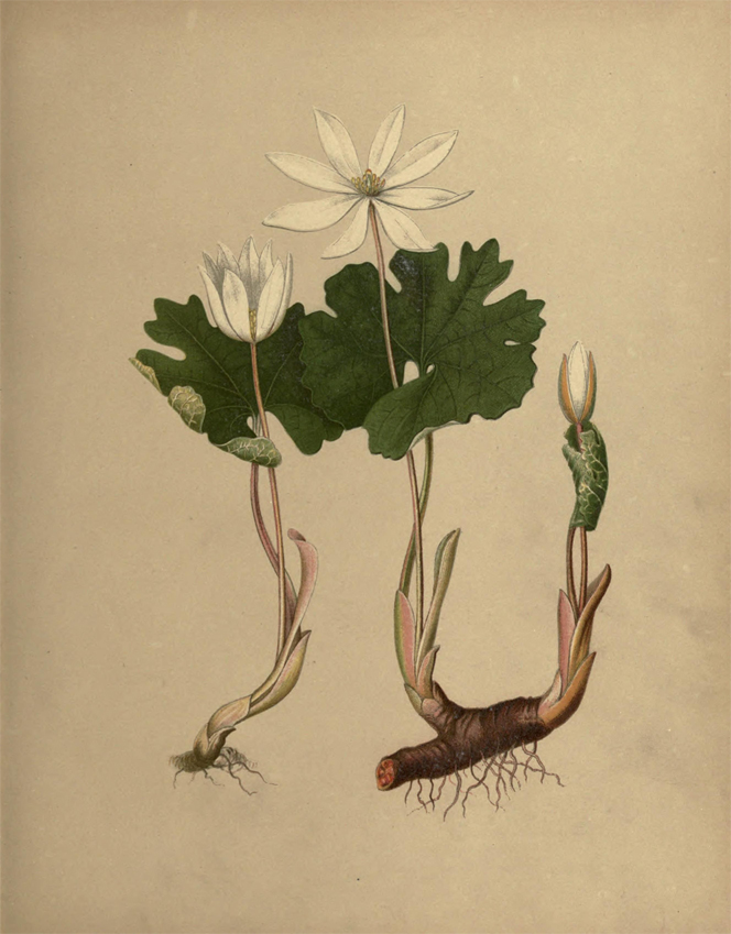 Bloodroot-plant-illustration