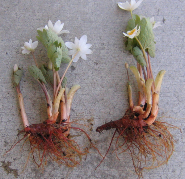bloodroot plant plants root blood kittycooks magic herbs protection flowers flower family herb grow great powdered luck typically choose board