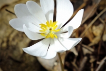 Bloodroot-closeup-flower