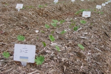 Bloodroot-farm