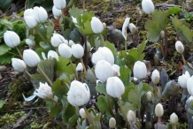 Bloodroot-flower-buds