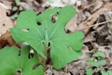 Bloodroot-leaves