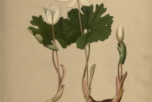 Bloodroot-plant-illustration