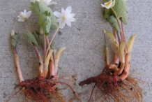 Bloodroot-plant